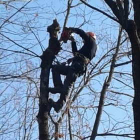 Potature, abbattimento, tree climbing, rinvasi - verde foglia