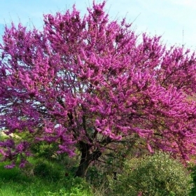 E' in arrivo la primavera! - verde foglia