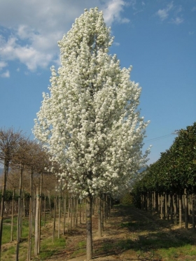 Ci si prepara - verde foglia