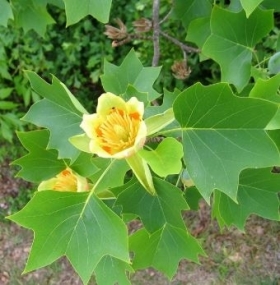 La primavera è arrivata - verde foglia