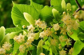 Consigli verdi per giugno - verde foglia