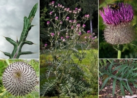 Si riprende: consiglio verde di settembre - verde foglia