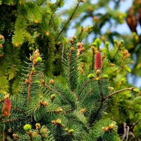 Ci si prepara all'inverno - verde foglia