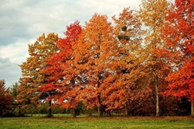 Consigli verdi di novembre - verde foglia